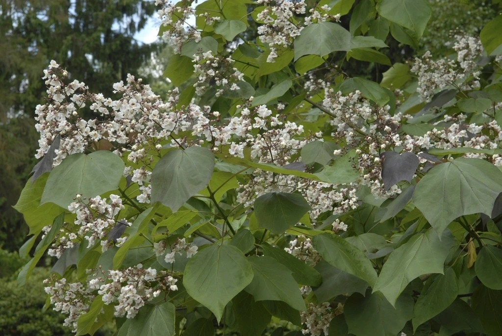 Purperkleurige Trompetboom (Catalpa Erubescens 'Purpurea') 4 Purperkleurige Trompetboom (Catalpa Erubescens 'Purpurea') - Afbeelding 2