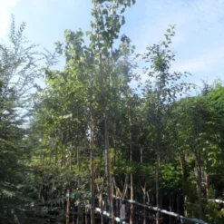 Judasboom (Cercis Siliquastrum) -Tuin Puur Verkoop cercis siliquastrum 10 12ho cont