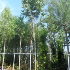 Judasboom (Cercis Siliquastrum) -Tuin Puur Verkoop cercis siliquastrum 18 20ho cont