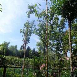 Judasboom (Cercis Siliquastrum) -Tuin Puur Verkoop cercis siliquastrum 8 10 12ho cont