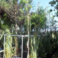 Judasboom (Cercis Siliquastrum) -Tuin Puur Verkoop cercis siliquastrum alba 10 12ho cont