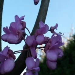Judasboom (Cercis Siliquastrum) -Tuin Puur Verkoop cercis sill