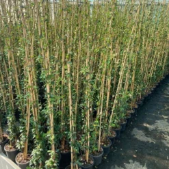 Toscaanse Jasmijn (Trachelospermum Jasminoides 'Winter Ruby') 7 Toscaanse Jasmijn (Trachelospermum Jasminoides 'Winter Ruby') -Tuin Puur Verkoop cf397af1 424c 440f b659 6b33d5eedf60