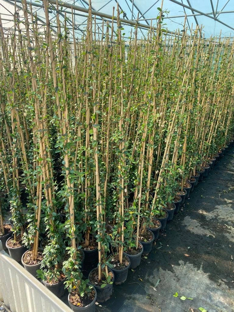 Toscaanse Jasmijn (Trachelospermum Jasminoides 'Winter Ruby') 5 Toscaanse Jasmijn (Trachelospermum Jasminoides 'Winter Ruby') - Afbeelding 3