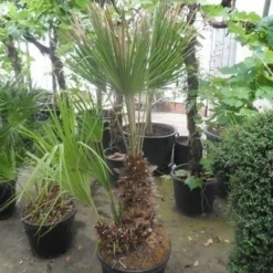 Dwergpalm (Chamaerops Humilis) -Tuin Puur Verkoop chamaerops humilis 100 125 150 c70 1