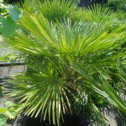 Dwergpalm (Chamaerops Humilis) -Tuin Puur Verkoop chamaerops humilis 100 125 c50