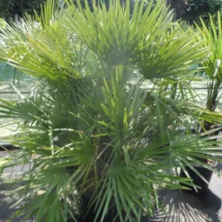 Dwergpalm (Chamaerops Humilis) -Tuin Puur Verkoop chamaerops humilis 125 150 c70