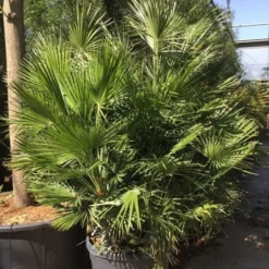 Dwergpalm (Chamaerops Humilis) -Tuin Puur Verkoop chamaerops humilis 150175cm c130