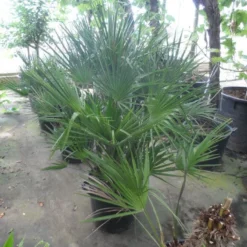 Dwergpalm (Chamaerops Humilis) -Tuin Puur Verkoop chamaerops humilis 80 100 c35