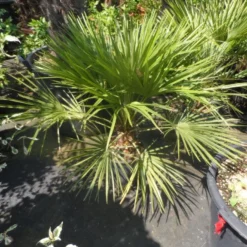 Dwergpalm (Chamaerops Humilis) -Tuin Puur Verkoop chamaerops humilis c10 50 60 80