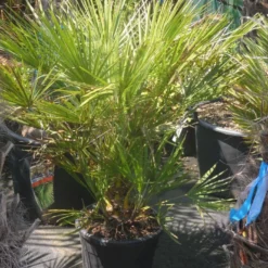 Dwergpalm (Chamaerops Humilis) -Tuin Puur Verkoop chamaerops humilis c20 60 80