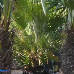 Dwergpalm (Chamaerops Humilis 'Vulcano') -Tuin Puur Verkoop chamaerops humilis vulcano 60 80 c20