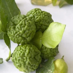 Kaffirlimoen (Citrus Hystrix) 7 Kaffirlimoen (Citrus Hystrix) -Tuin Puur Verkoop citrus hystrix