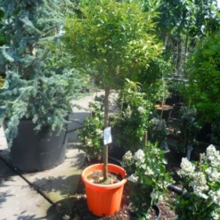 Kumquat (Citrus Kumquat) -Tuin Puur Verkoop citrus japonica kumquat halfstam c50