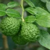Kaffirlimoen (Citrus Hystrix) -Tuin Puur Verkoop citrushystrix02