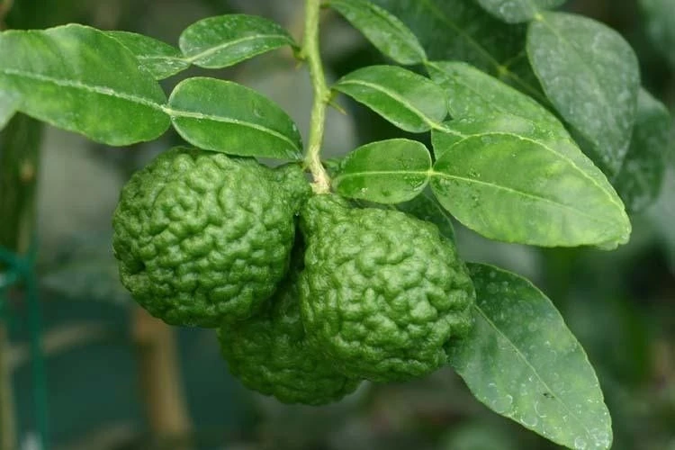 Kaffirlimoen (Citrus Hystrix) 3 Kaffirlimoen (Citrus Hystrix)