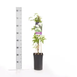 Bosrank (Clematis Alpina 'Albina Plena') 5 Bosrank (Clematis Alpina 'Albina Plena') -Tuin Puur Verkoop clematis alp. albina plena