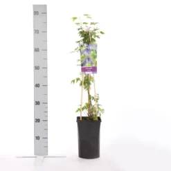 Bosrank (Clematis Alpina) -Tuin Puur Verkoop clematis alpina