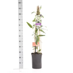 Bosrank, Groenblijvend (Clematis Armandii 'Apple Blossom') 16 Bosrank, Groenblijvend (Clematis Armandii 'Apple Blossom') -Tuin Puur Verkoop clematis apelblossom 1.00 1.25