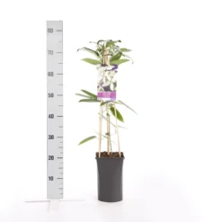 Bosrank, Groenblijvend (Clematis Armandii) 11 Bosrank, Groenblijvend (Clematis Armandii) -Tuin Puur Verkoop clematis armandii