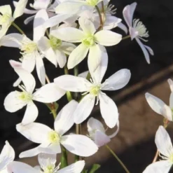 Bosrank, Groenblijvend (Clematis Armandii 'Apple Blossom') 18 Bosrank, Groenblijvend (Clematis Armandii 'Apple Blossom') -Tuin Puur Verkoop clematis armandii apple blossom 2