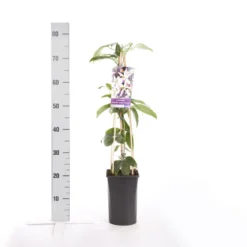 Bosrank, Groenblijvend (Clematis Armandii 'Apple Blossom') 15 Bosrank, Groenblijvend (Clematis Armandii 'Apple Blossom') -Tuin Puur Verkoop clematis armandii apple blossom