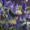 Bosrank (Clematis 'Blue Pirouette') 1 Bosrank (Clematis 'Blue Pirouette') -Tuin Puur Verkoop clematis blue pirouette pbr 2