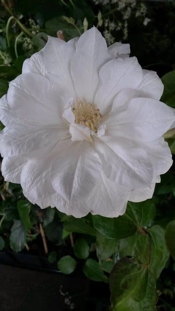 Bosrank (Clematis 'Duchess Of Edinburgh') 4 Bosrank (Clematis 'Duchess Of Edinburgh') - Afbeelding 2