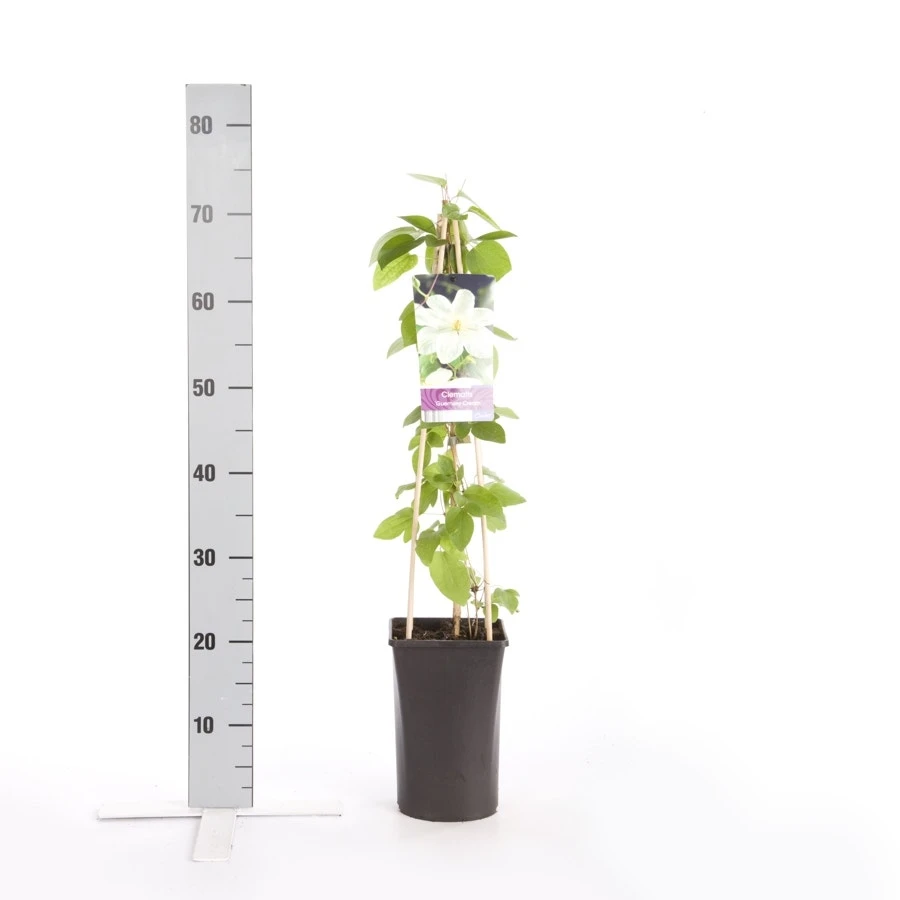 Bosrank (Clematis 'Guernsey Cream') 4 Bosrank (Clematis 'Guernsey Cream') - Afbeelding 2