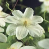 Bosrank (Clematis 'Guernsey Cream') 1 Bosrank (Clematis 'Guernsey Cream') -Tuin Puur Verkoop clematis guernsey cream 2