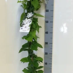 Bosrank (Clematis 'Henryi') 7 Bosrank (Clematis 'Henryi') -Tuin Puur Verkoop clematis henryi 80 100 c2