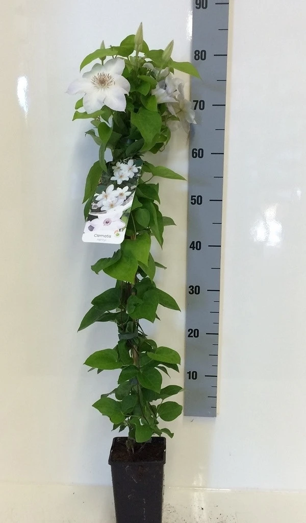 Bosrank (Clematis 'Henryi') 5 Bosrank (Clematis 'Henryi') - Afbeelding 3