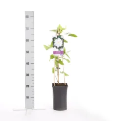 Bosrank (Clematis 'Jackmanii Alba') 7 Bosrank (Clematis 'Jackmanii Alba') -Tuin Puur Verkoop clematis jackmanii alba