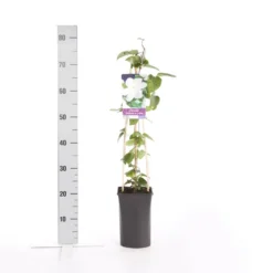 Bosrank (Clematis 'Madame Le Coultre') 11 Bosrank (Clematis 'Madame Le Coultre') -Tuin Puur Verkoop clematis madame le coultre