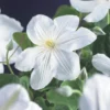 Bosrank (Clematis 'Madame Le Coultre') 1 Bosrank (Clematis 'Madame Le Coultre') -Tuin Puur Verkoop clematis madame le coultre 2