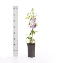 Bosrank (Clematis Montana 'Broughton Star') 5 Bosrank (Clematis Montana 'Broughton Star') -Tuin Puur Verkoop clematis montana broughton s.