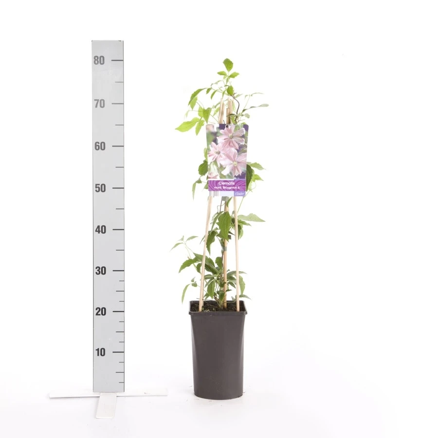 Bosrank (Clematis Montana 'Broughton Star') 4 Bosrank (Clematis Montana 'Broughton Star') - Afbeelding 2