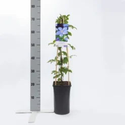 Bosrank (Clematis 'Mrs Cholmondeley') 12 Bosrank (Clematis 'Mrs Cholmondeley') -Tuin Puur Verkoop clematis mrs. cholmondeley