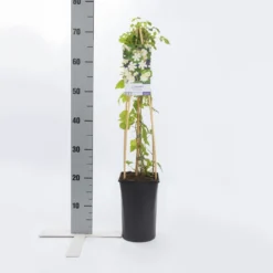 Bosrank (Clematis 'Paul Farges') -Tuin Puur Verkoop clematis paul farges