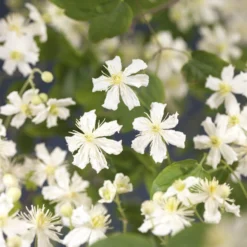 Bosrank (Clematis 'Paul Farges') -Tuin Puur Verkoop clematis paul farges 2