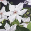 Bosrank (Clematis 'Snow Queen') 2 Bosrank (Clematis 'Snow Queen') -Tuin Puur Verkoop clematis snow queen 2