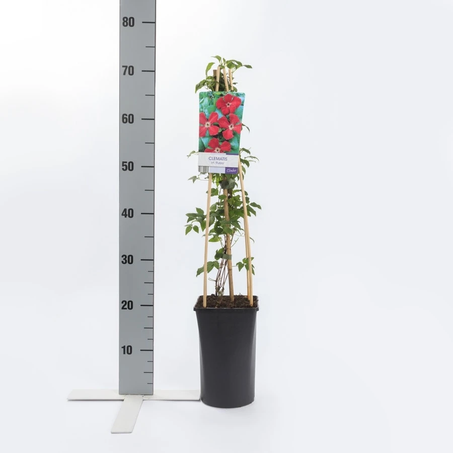 Bosrank (Clematis Viticella 'Rubra') 3 Bosrank (Clematis Viticella 'Rubra') - Afbeelding 2