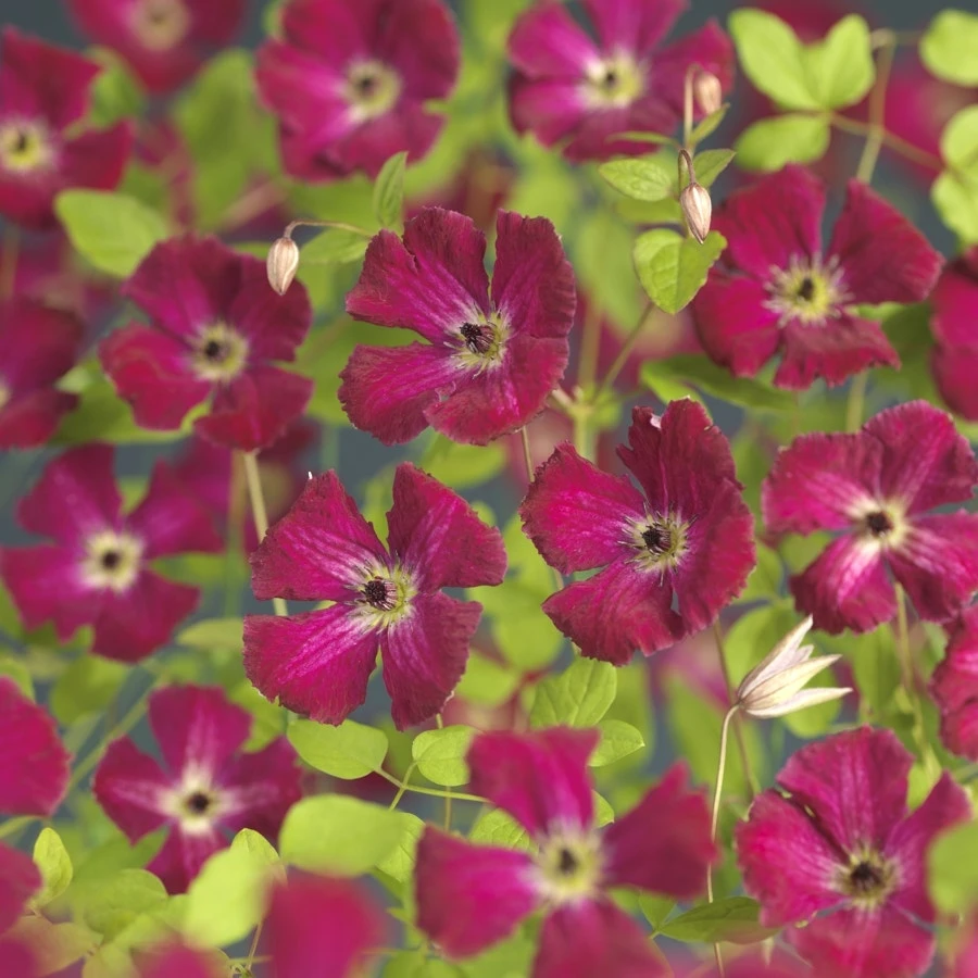 Bosrank (Clematis Viticella 'Rubra') 2 Bosrank (Clematis Viticella 'Rubra')