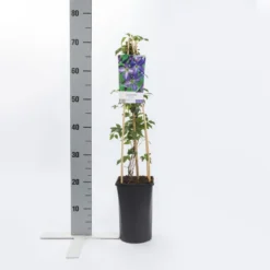 Bosrank (Clematis Viticella) 8 Bosrank (Clematis Viticella) -Tuin Puur Verkoop clematis viticella