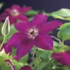 Bosrank (Clematis 'Westerplatte') 1 Bosrank (Clematis 'Westerplatte') -Tuin Puur Verkoop clematis westerplatte 2