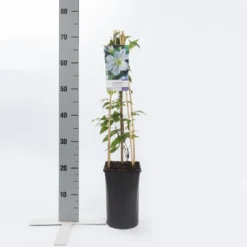 Bosrank (Clematis 'Yukikomachi') 9 Bosrank (Clematis 'Yukikomachi') -Tuin Puur Verkoop clematis yukikomachi