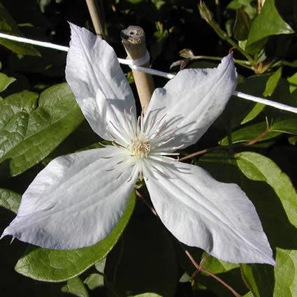 Bosrank (Clematis 'Jackmanii Alba') 4 Bosrank (Clematis 'Jackmanii Alba') - Afbeelding 2