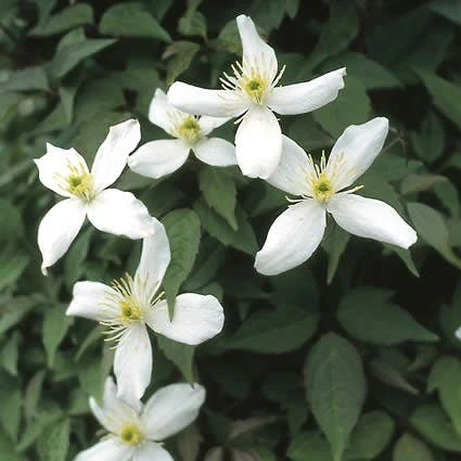 Bosrank (Clematis Montana 'Alba') 3 Bosrank (Clematis Montana 'Alba')
