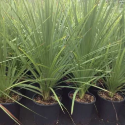 Cordyline (Cordyline Australis) 29 Cordyline (Cordyline Australis) -Tuin Puur Verkoop cordyline australis