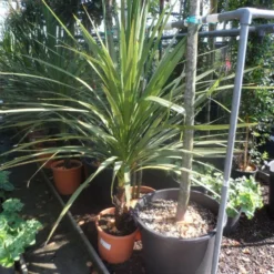 Cordyline (Cordyline Australis) 22 Cordyline (Cordyline Australis) -Tuin Puur Verkoop cordyline australis 125 150 c20